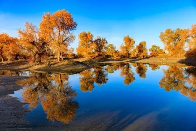 2020塔里木胡杨林公园-旅游攻略-门票-地址-问答-游记点评,轮台旅游旅游景点推荐-去哪儿攻略