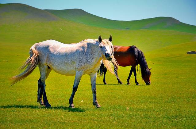 2023黑山头边城骑马场门票,额尔古纳黑山头边城骑马场游玩攻略,黑山头边城骑马场游览攻略路线/地址/门票价格-【去哪儿攻略】