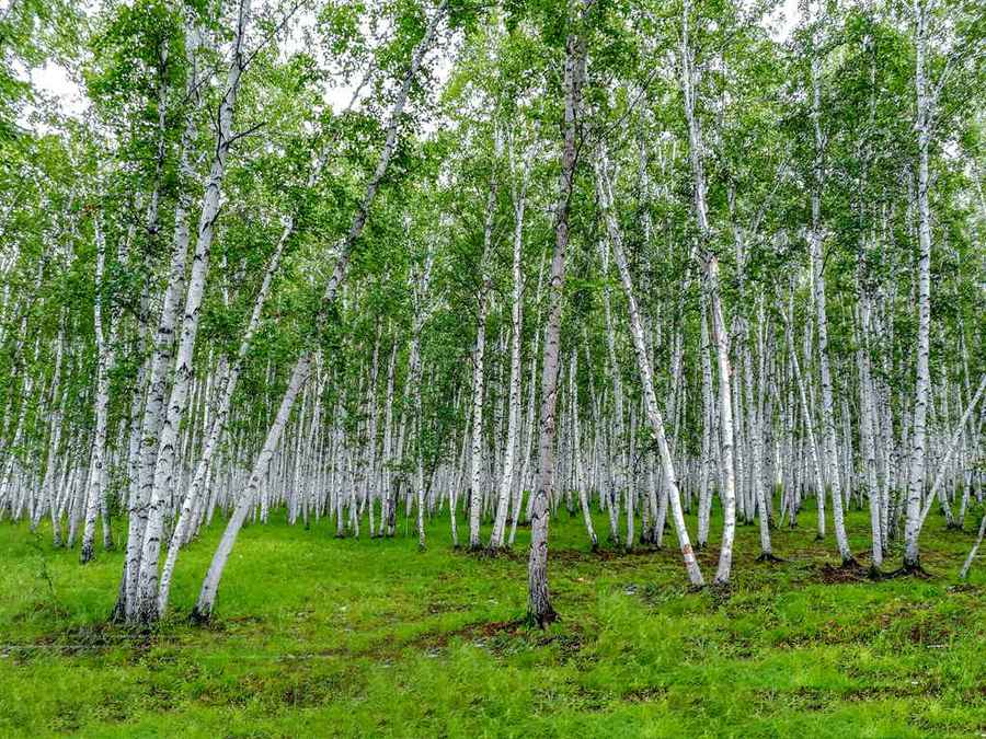 【额尔古纳白桦林景区一游《手机拍摄》摄影图片】生态摄影_太平洋电脑网摄影部落