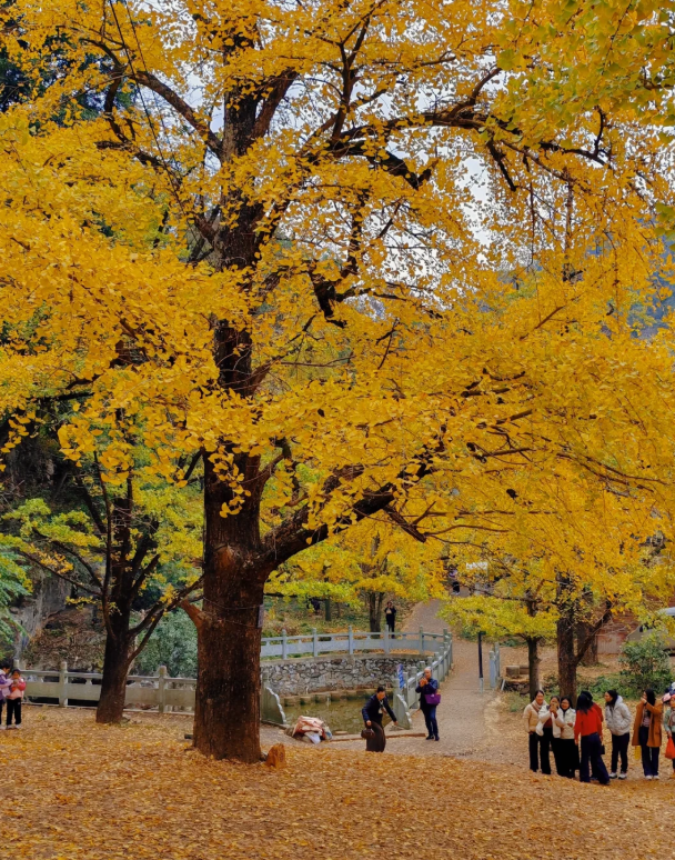 1761809948660446.png image.png