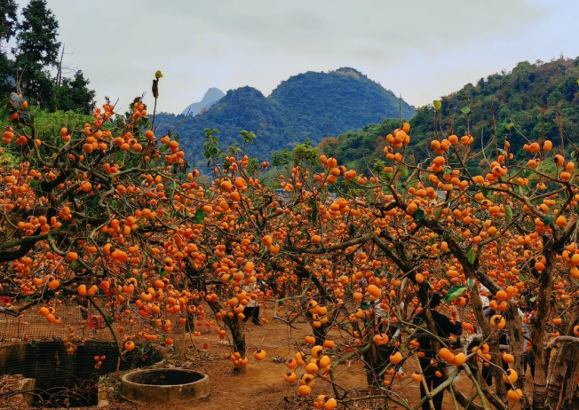 1761810013153276.png image.png