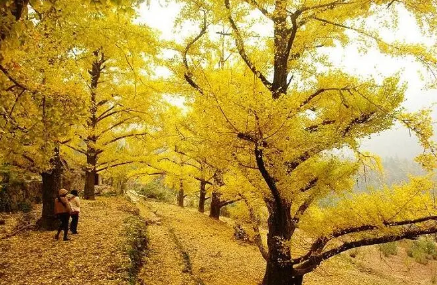 1761810339917336.png image.png