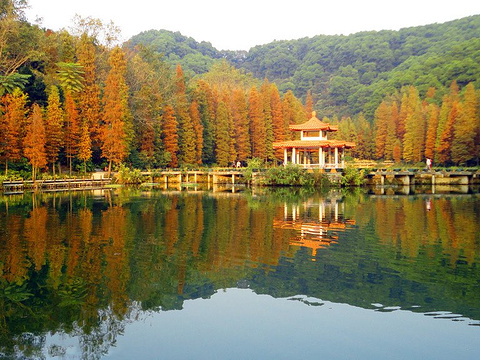 2017仙湖植物园_旅游攻略_门票_地址_游记点评,深圳旅游景点推荐 - 去哪儿攻略社区
