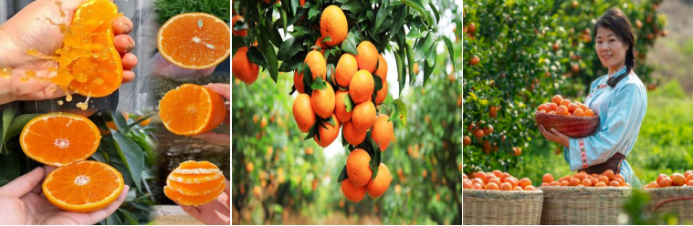 1764923194624410.png 57d9a774-d96d-4e4c-b733-5c67be228423.png