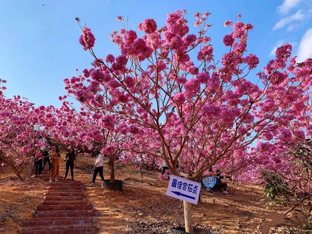 【广州周边游】江门千亩紫花风铃盛开+千亩葵树林+江门圭峰山赏枫叶_新会_铃木_时间
