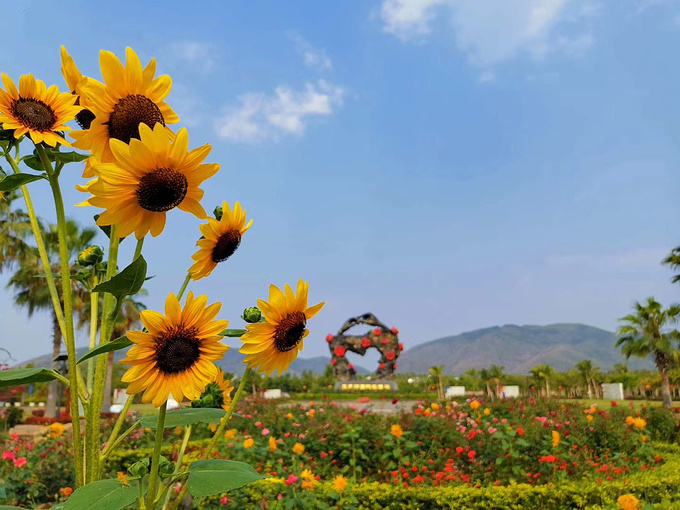 亚龙湾国际玫瑰谷，属于你的私享花园！-三亚旅游攻略-游记-去哪儿攻略