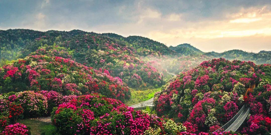 机票300+！贵州百里杜鹃花开正当时！观赏攻略来了！春天一定来一次！ - 知乎