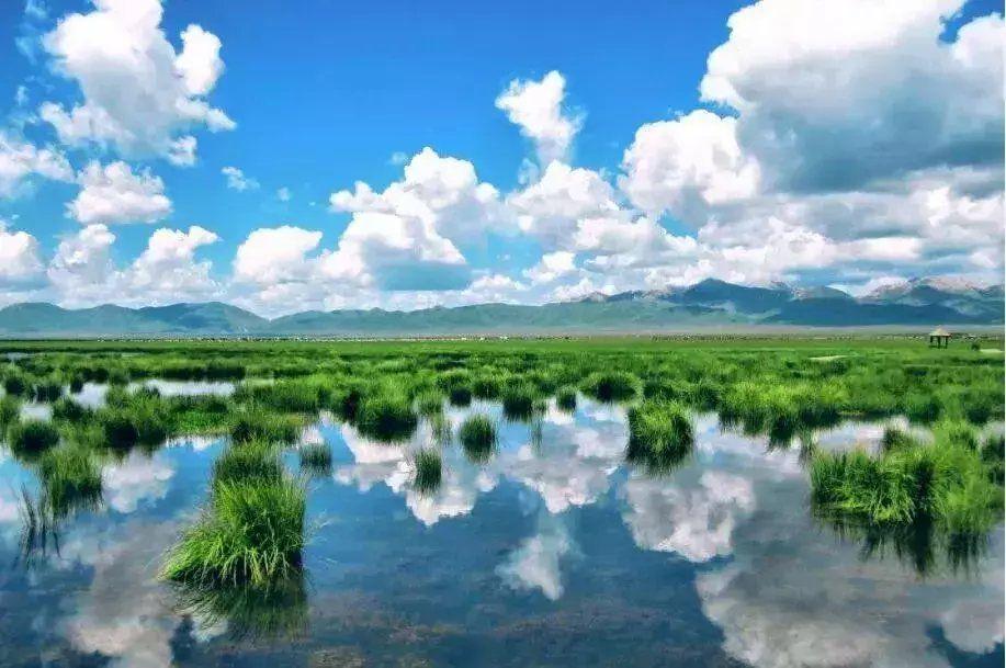 6月的若尔盖花湖, 是一生必去的地方 - 知乎