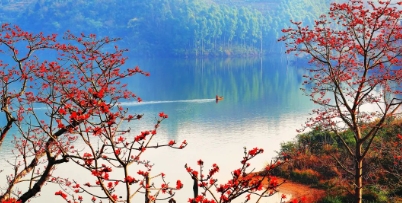 【每周六发班】139元/人，昌江赏木棉1日游。昌江排岸村赏木棉-宝山梯田-乌烈镇峨港村。30人成团！