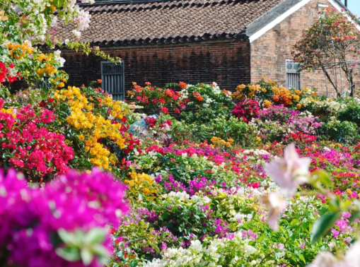 万宁赏花春季一日游！【每周六发班】159元/人，万宁溪边村-万宁东山岭。20人成团！